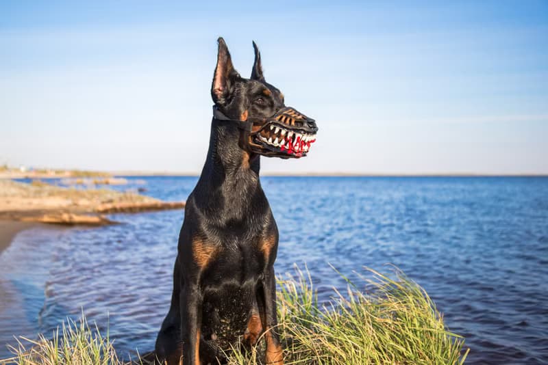 Werewolf Dog muzzle Scary Doberman muzzles Pet Gift Halloween Costume Dog Mask