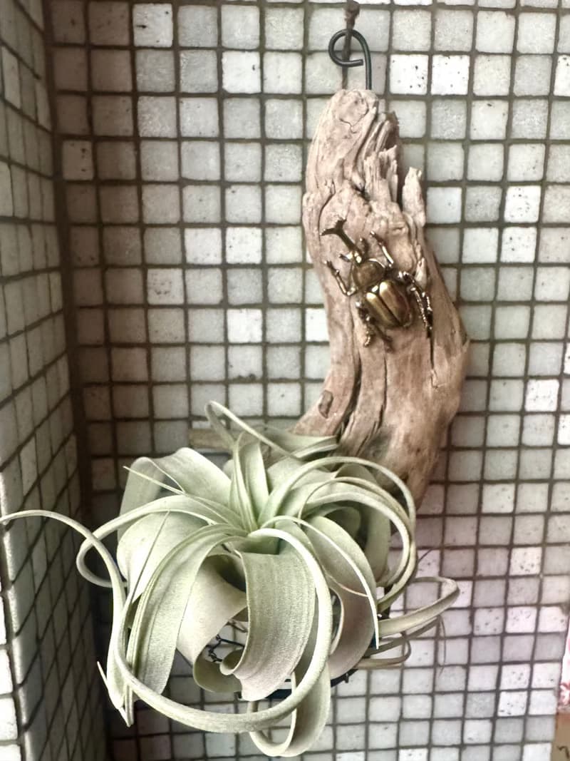 空氣鳳梨  甲蟲金屬裝飾支架  療癒小物   含植物