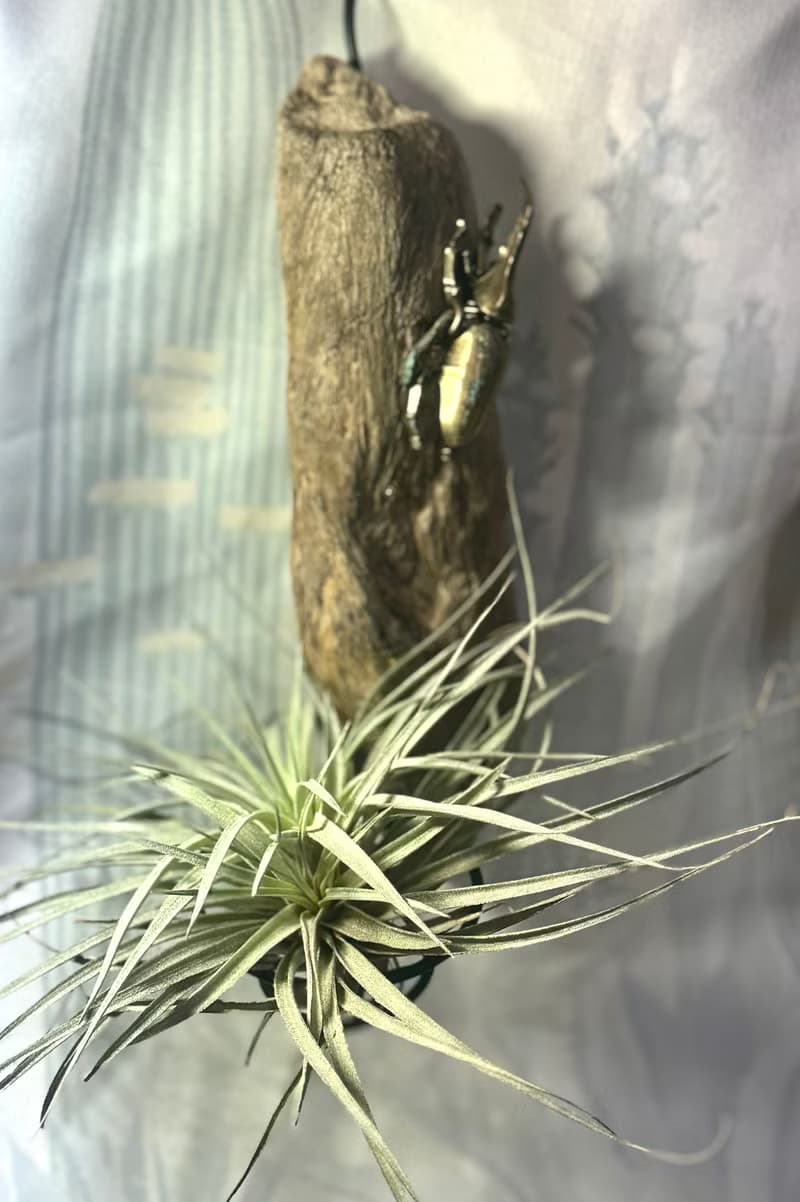 空氣鳳梨  甲蟲金屬裝飾支架  療癒小物   含植物