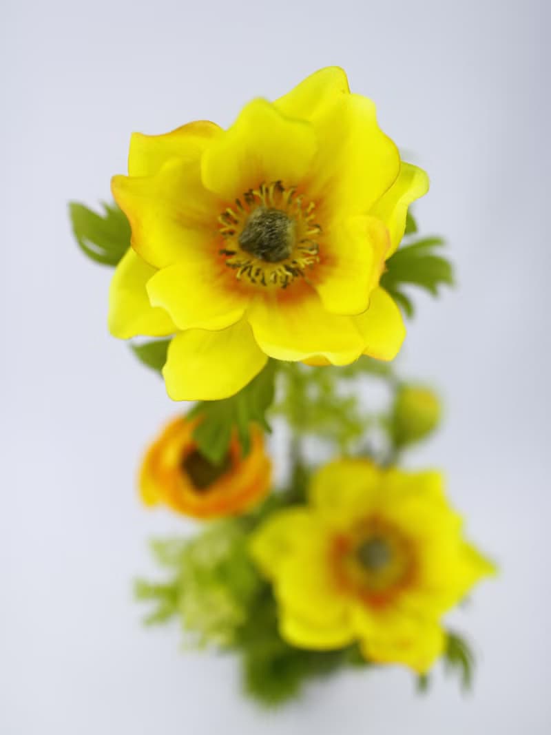 露營風日光綻放陸蓮香氛花禮/入厝禮/開幕/喬遷/送禮/植栽