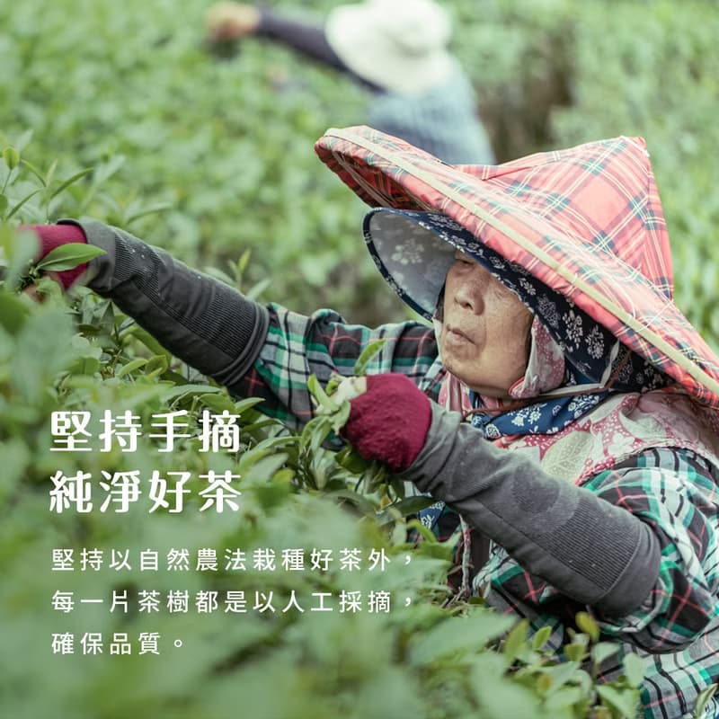 【原葉高品質茶包】落霞烏龍 清甜奶香 適合冷泡熱泡三角茶包25入