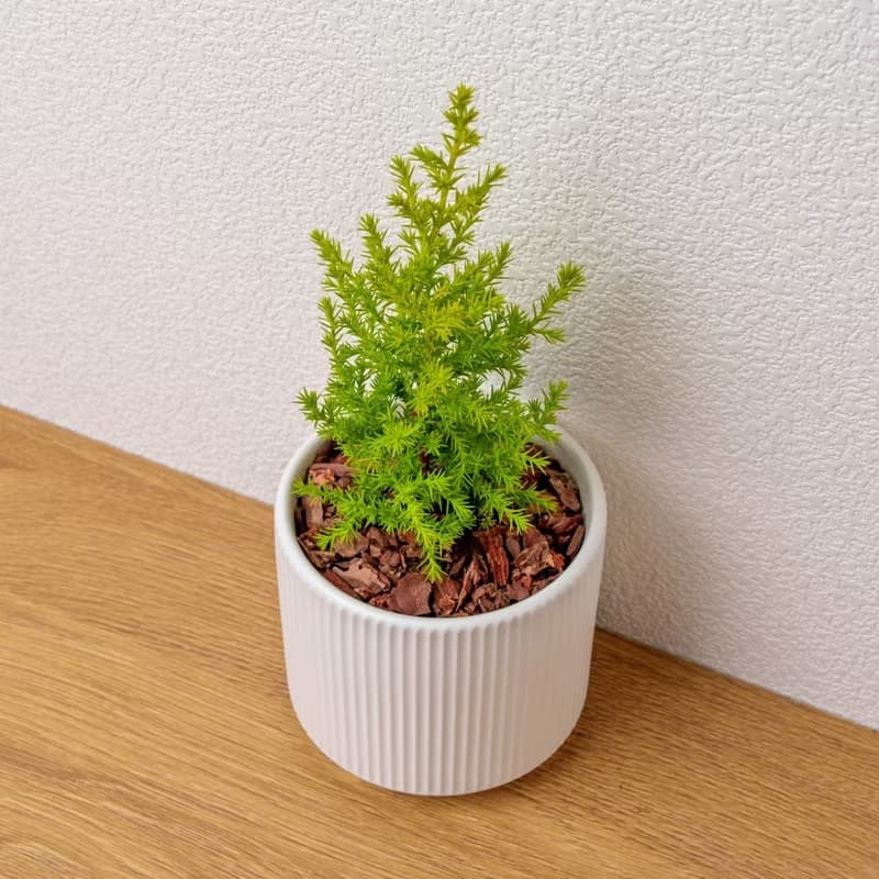 香冠柏植物 莫蘭迪色系直紋陶盆 室內植物 觀葉植物 禮物 盆栽