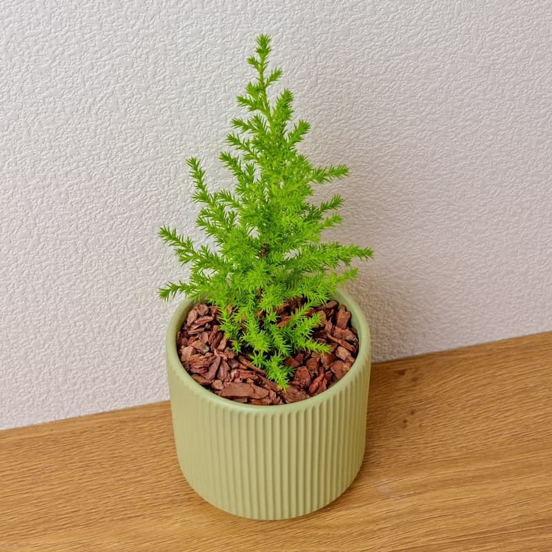 香冠柏植物 莫蘭迪色系直紋陶盆 室內植物 觀葉植物 禮物 盆栽
