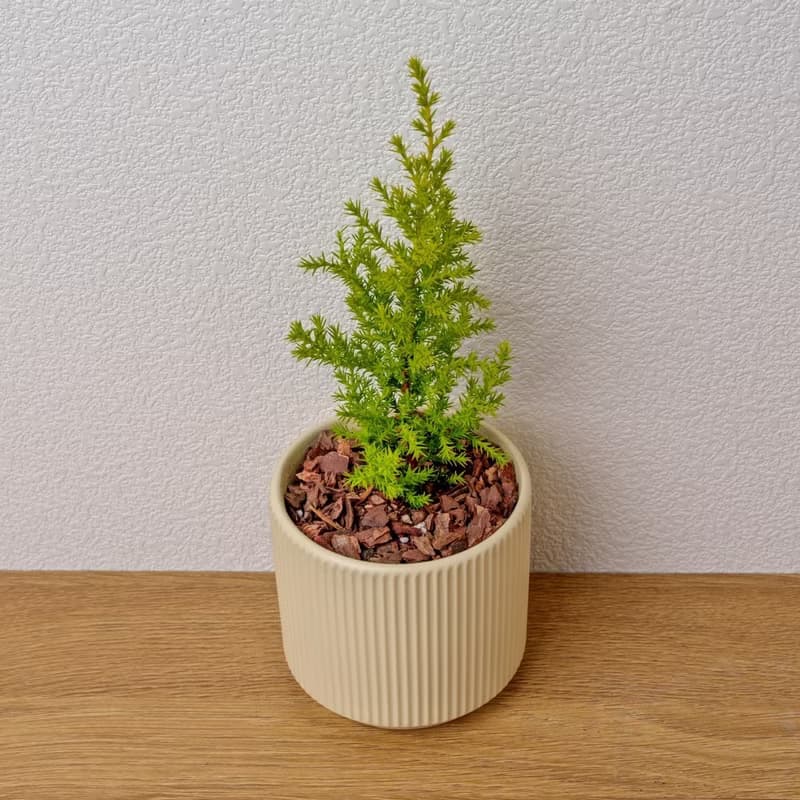 香冠柏植物 莫蘭迪色系直紋陶盆 室內植物 觀葉植物 禮物 盆栽