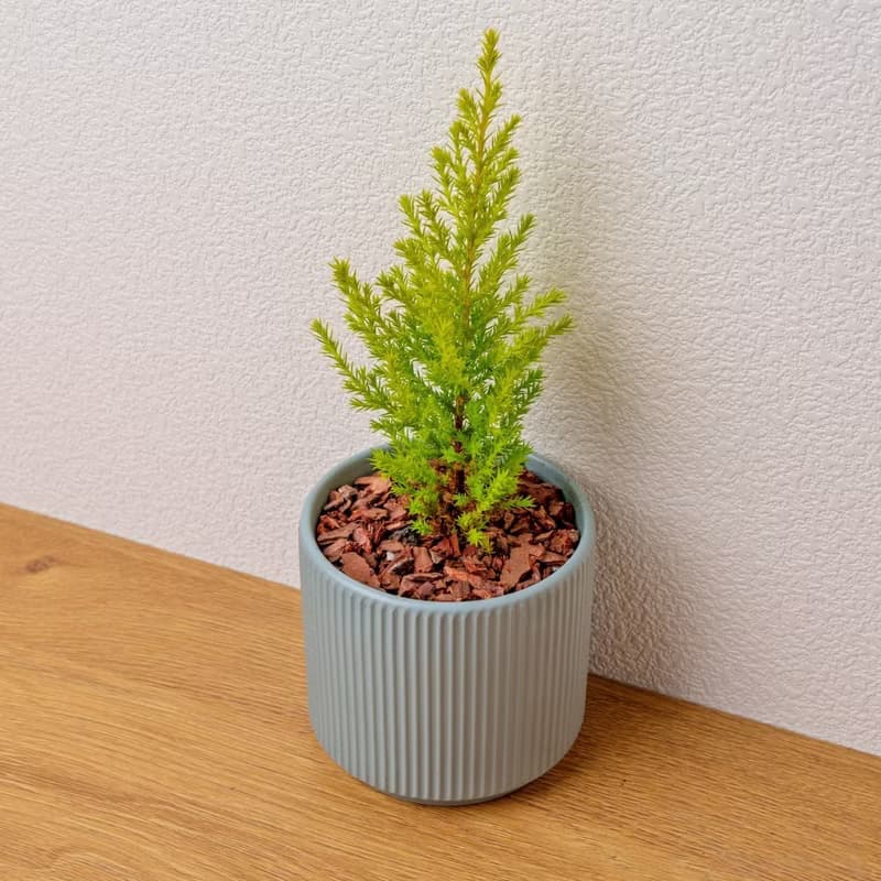 香冠柏植物 莫蘭迪色系直紋陶盆 室內植物 觀葉植物 禮物 盆栽