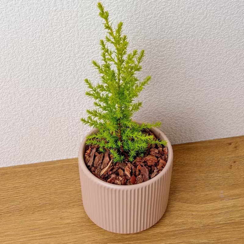 香冠柏植物 莫蘭迪色系直紋陶盆 室內植物 觀葉植物 禮物 盆栽