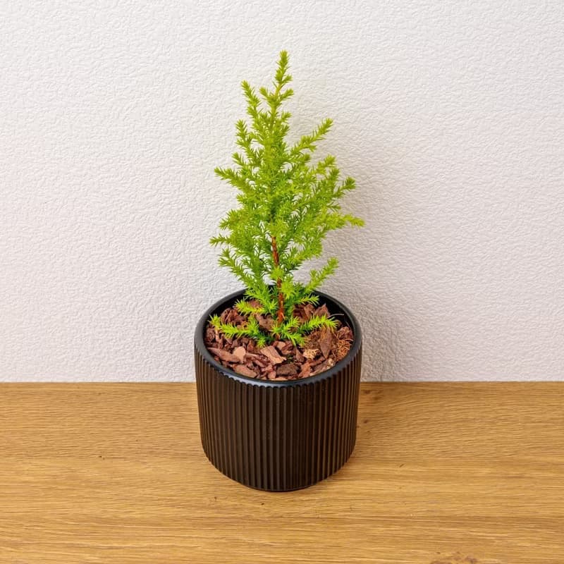 香冠柏植物 莫蘭迪色系直紋陶盆 室內植物 觀葉植物 禮物 盆栽