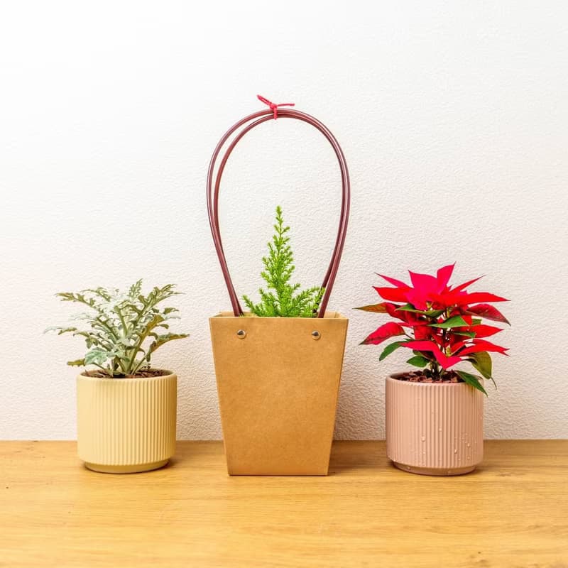 香冠柏植物 莫蘭迪色系直紋陶盆 室內植物 觀葉植物 禮物 盆栽