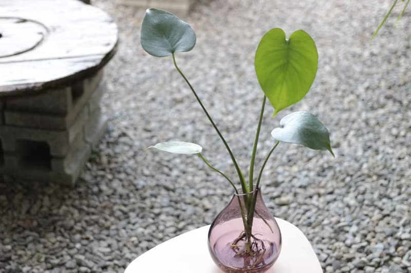 水培植栽│小龜背芋_室內植物  辦公室盆栽  店內擺設