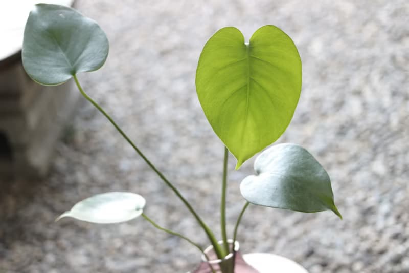 水培植栽│小龜背芋_室內植物  辦公室盆栽  店內擺設
