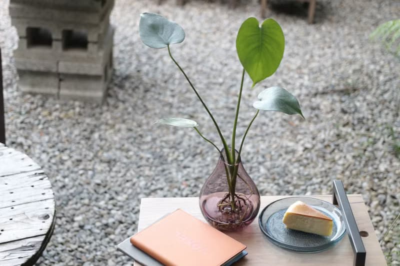 水培植栽│小龜背芋_室內植物  辦公室盆栽  店內擺設