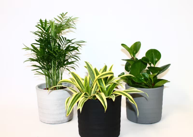 手作水泥幸運盆器設計 復古款(3色可選)