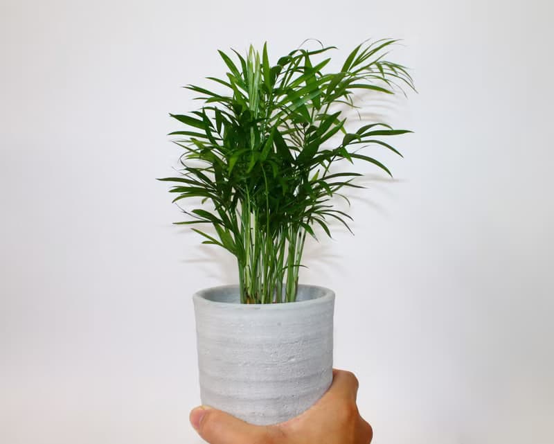 手作水泥幸運盆器設計 復古款(3色可選)