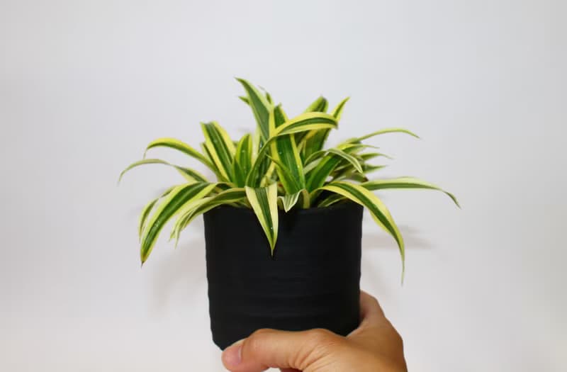 手作水泥幸運盆器設計 復古款(3色可選)