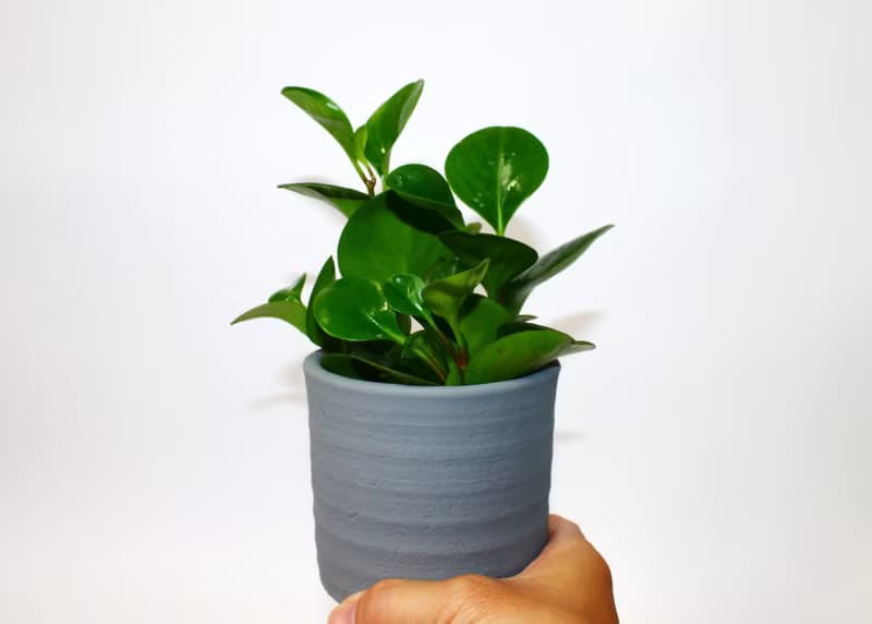 手作水泥幸運盆器設計 復古款(3色可選)