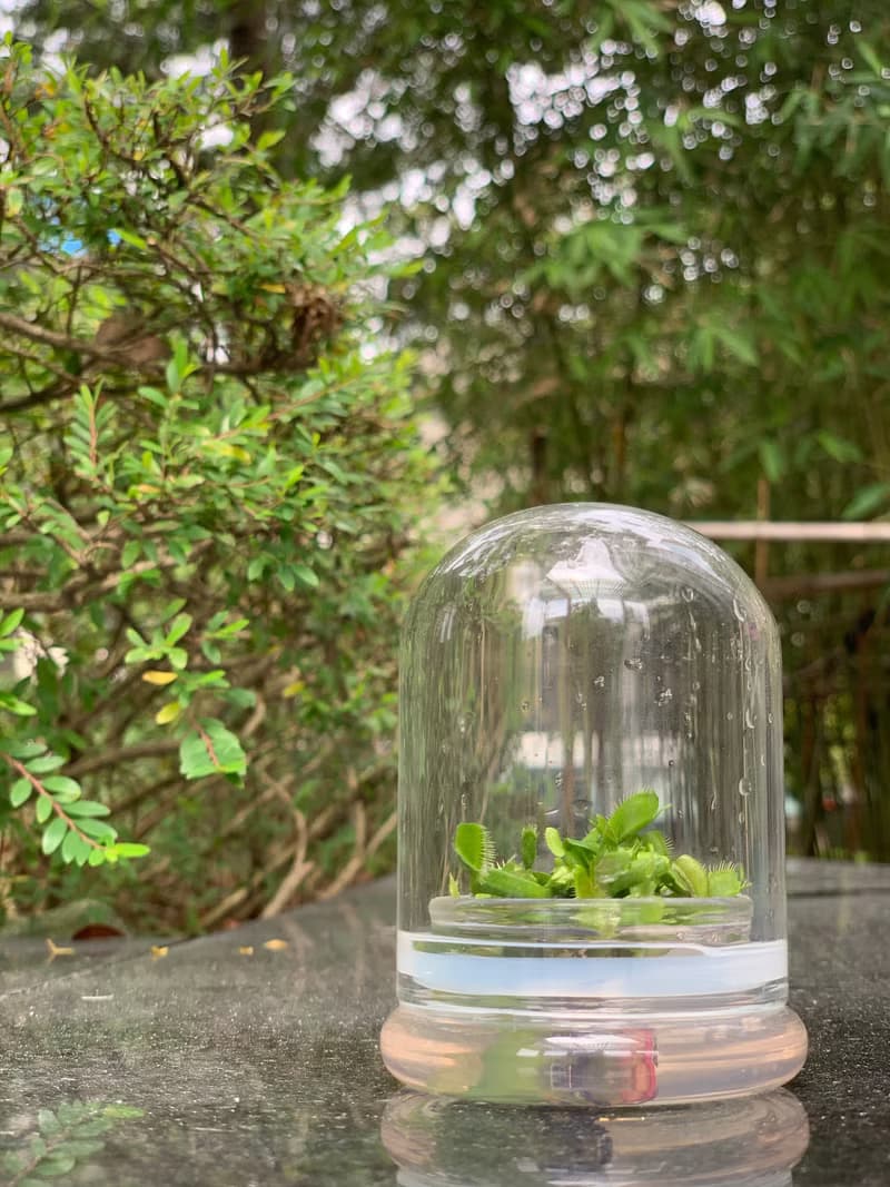 食蟲植物【捕蠅草/毛氈苔】 玻璃球2 小室瓶栽獨家商品