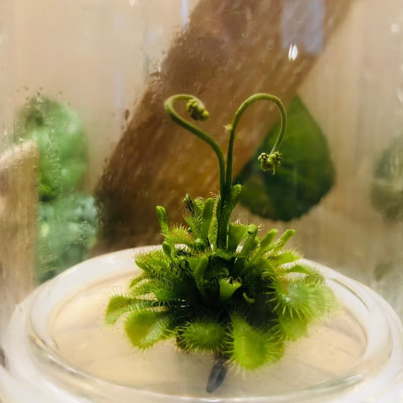 食蟲植物【捕蠅草/毛氈苔】 玻璃球2 小室瓶栽獨家商品
