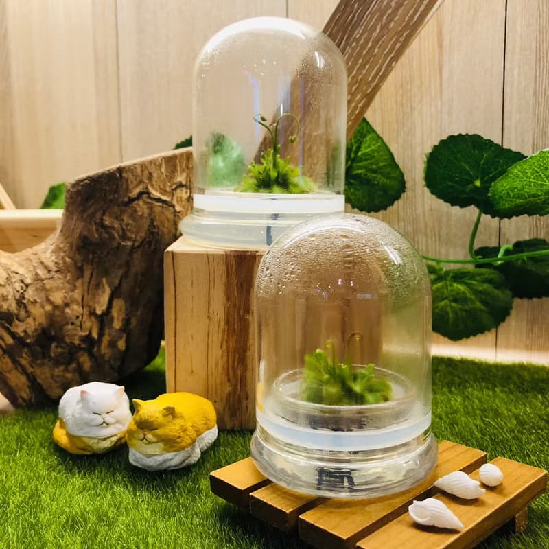食蟲植物【捕蠅草/毛氈苔】 玻璃球2 小室瓶栽獨家商品