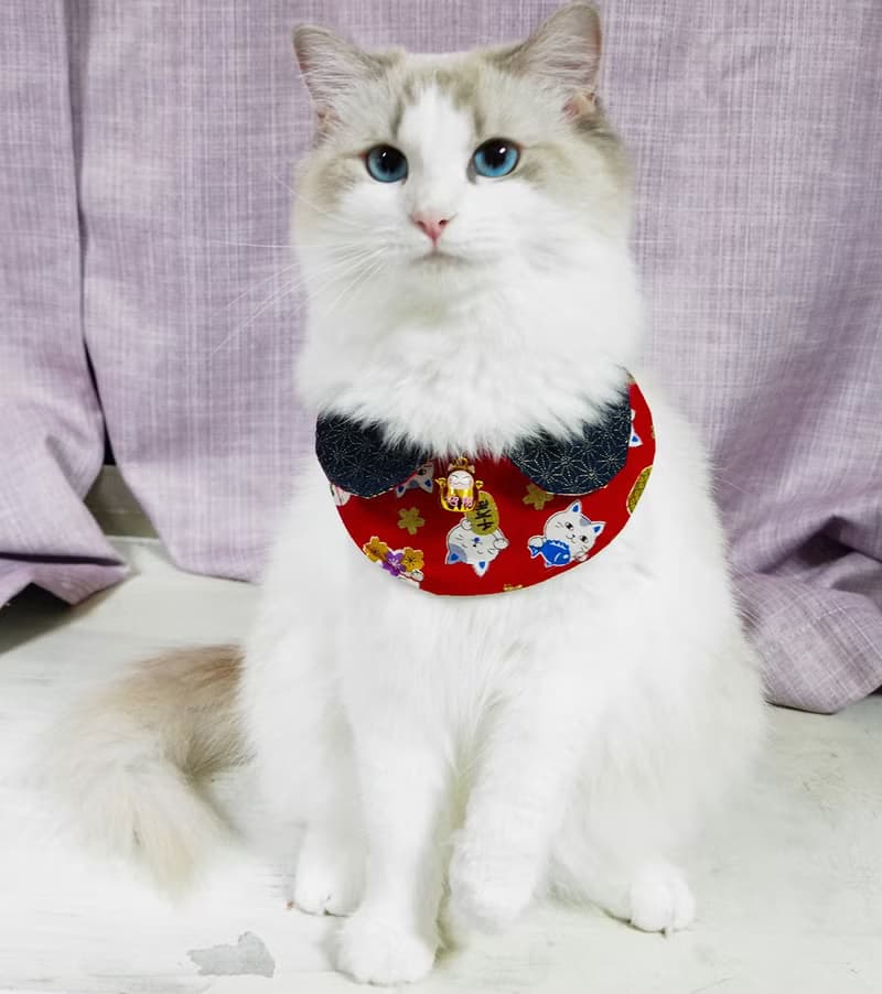 主子賣萌-萌寵招財系列-雙面領巾(招財貓)