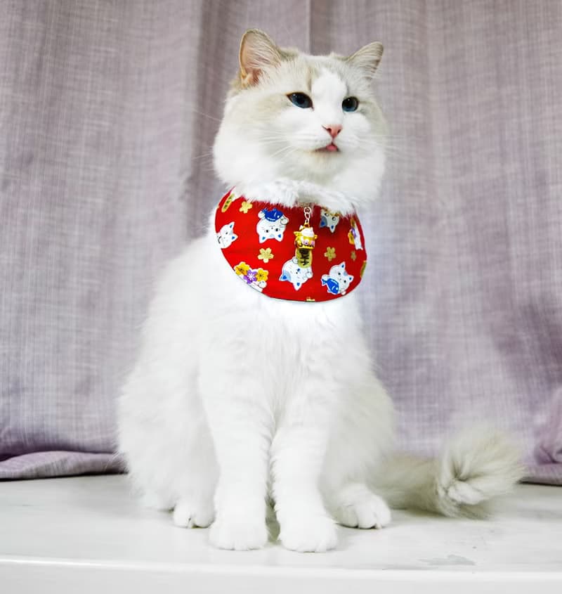 主子賣萌-萌寵招財系列-雙面領巾(招財貓)