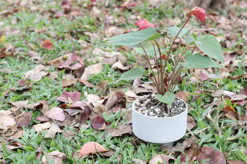 土培植栽│粉紅/紅火鶴花_室內植物 辦公室盆栽  店內擺設