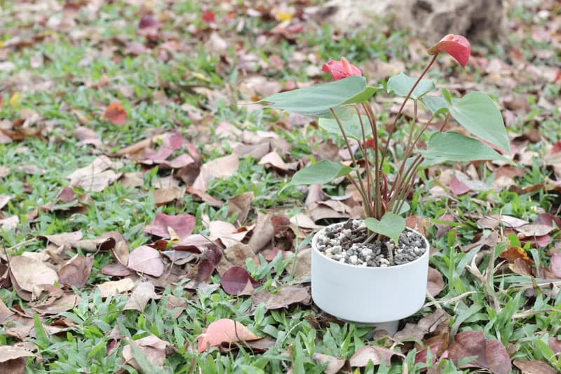 土培植栽│粉紅/紅火鶴花_室內植物 辦公室盆栽  店內擺設