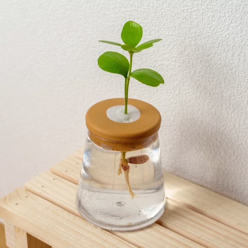 墨西哥鐵樹 三角水耕盆栽 室內植物 觀葉植物 禮物 水培