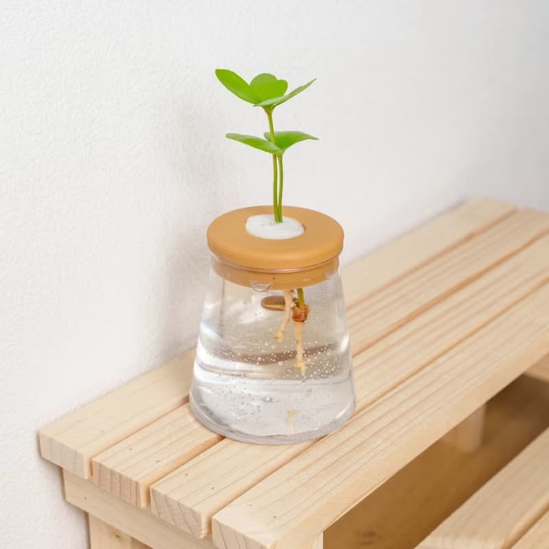 墨西哥鐵樹 三角水耕盆栽 室內植物 觀葉植物 禮物 水培