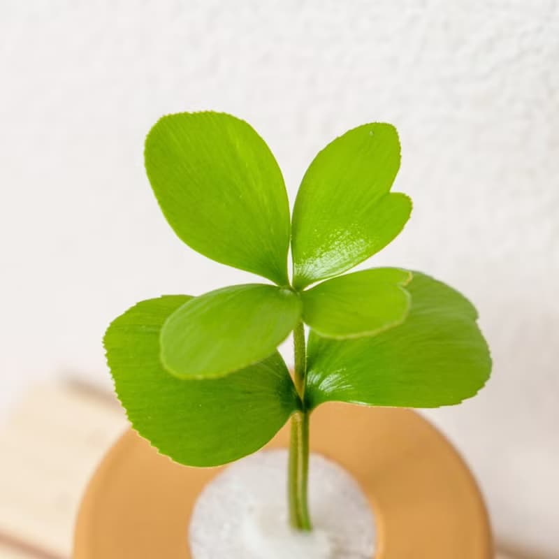 墨西哥鐵樹 三角水耕盆栽 室內植物 觀葉植物 禮物 水培