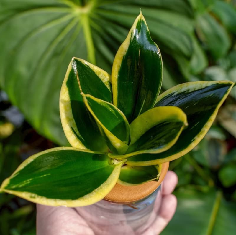 金剛虎尾蘭 三角水耕盆栽 室內植物 觀葉植物 禮物 水培