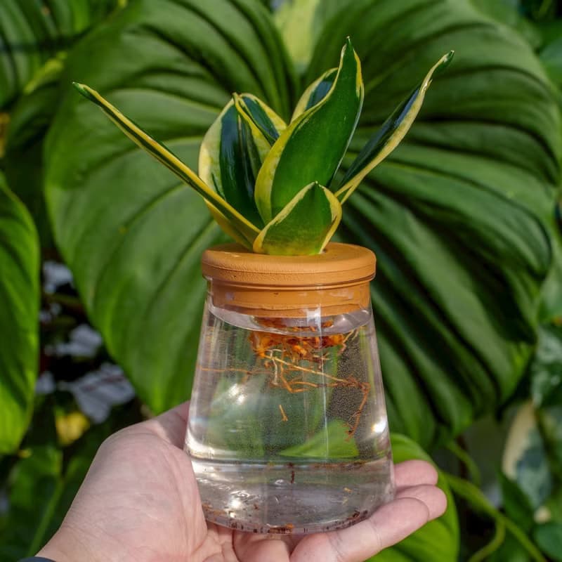 金剛虎尾蘭 三角水耕盆栽 室內植物 觀葉植物 禮物 水培