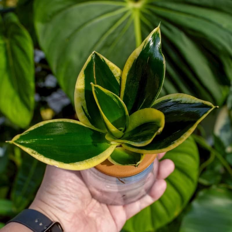 金剛虎尾蘭 三角水耕盆栽 室內植物 觀葉植物 禮物 水培