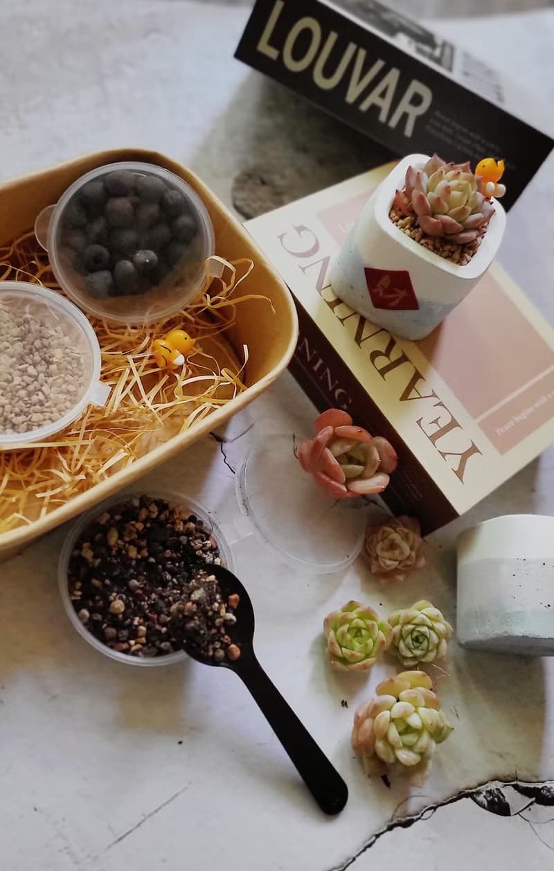 交換禮物。綠植藝術diy組合小便當