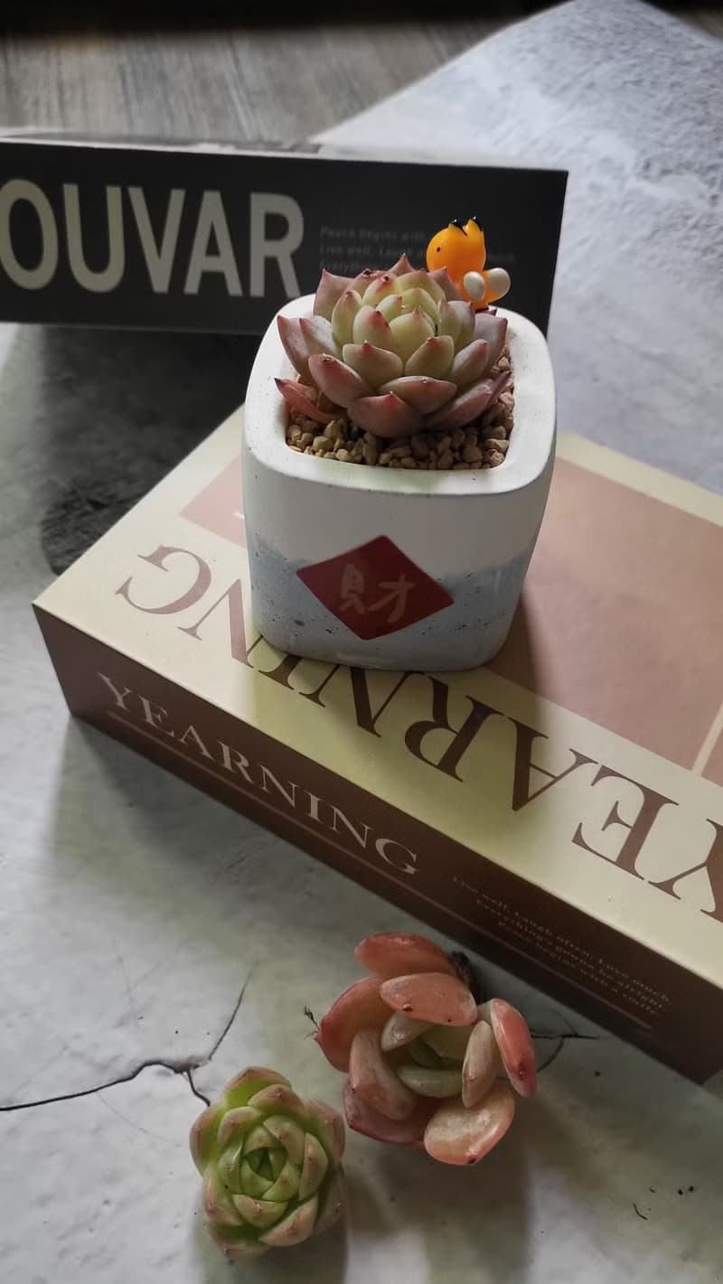 交換禮物。綠植藝術diy組合小便當