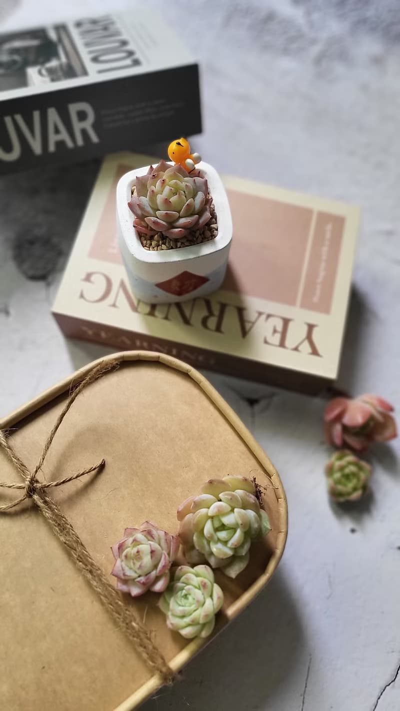 交換禮物。綠植藝術diy組合小便當