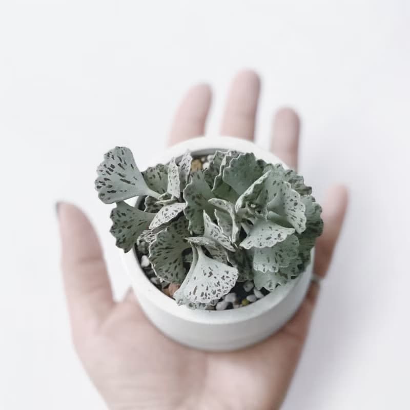 (預購) 白灰漸層系列 | 雀扇 巧克力脆片 圓形水泥多肉植栽