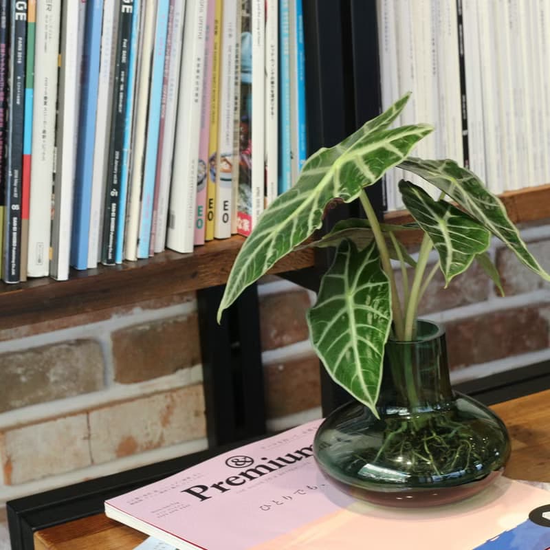 水培植栽│黑葉觀音蓮_室內植物 辦公室盆栽  植栽盆栽 水耕 中盆
