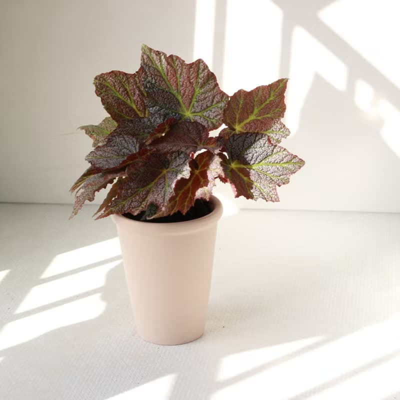 植栽 盆栽 l 優雅秋海棠(中盆) 金屬質感葉片 室內植物 開幕盆栽