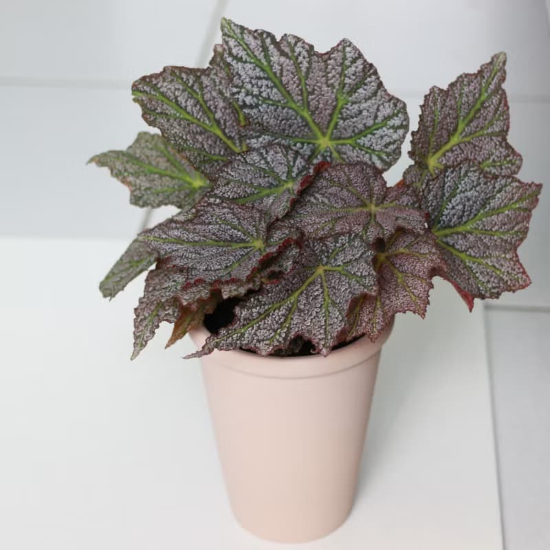植栽 盆栽 l 優雅秋海棠(中盆) 金屬質感葉片 室內植物 開幕盆栽