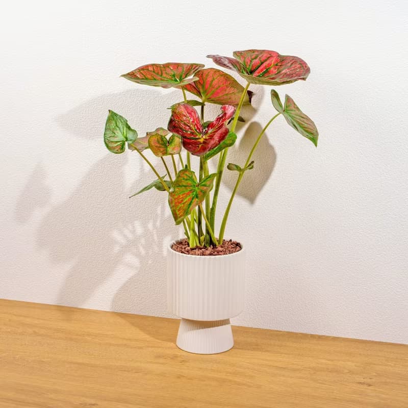 和牛彩葉芋白色高腳陶盆 桌上盆栽 室內植物 禮物