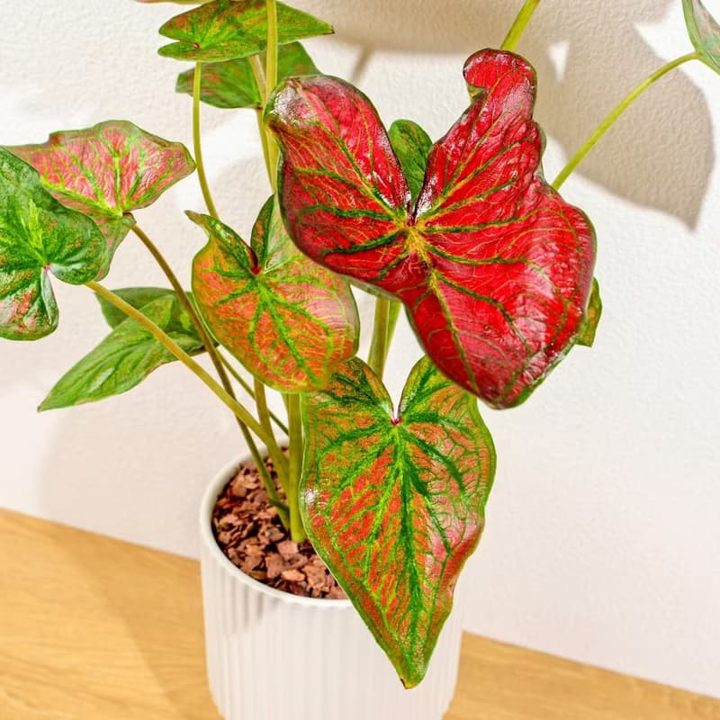 和牛彩葉芋白色高腳陶盆 桌上盆栽 室內植物 禮物