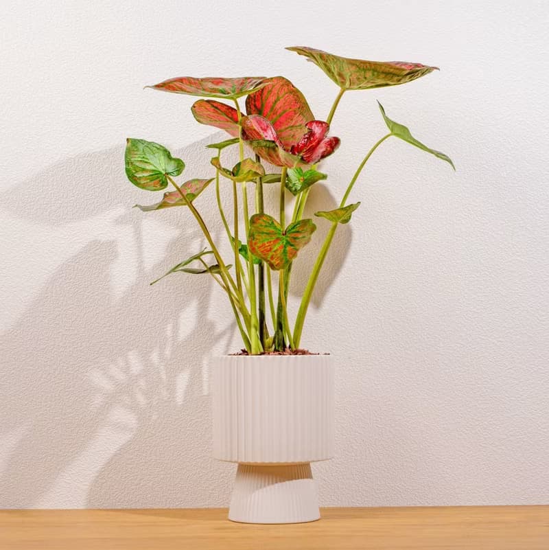 和牛彩葉芋白色高腳陶盆 桌上盆栽 室內植物 禮物