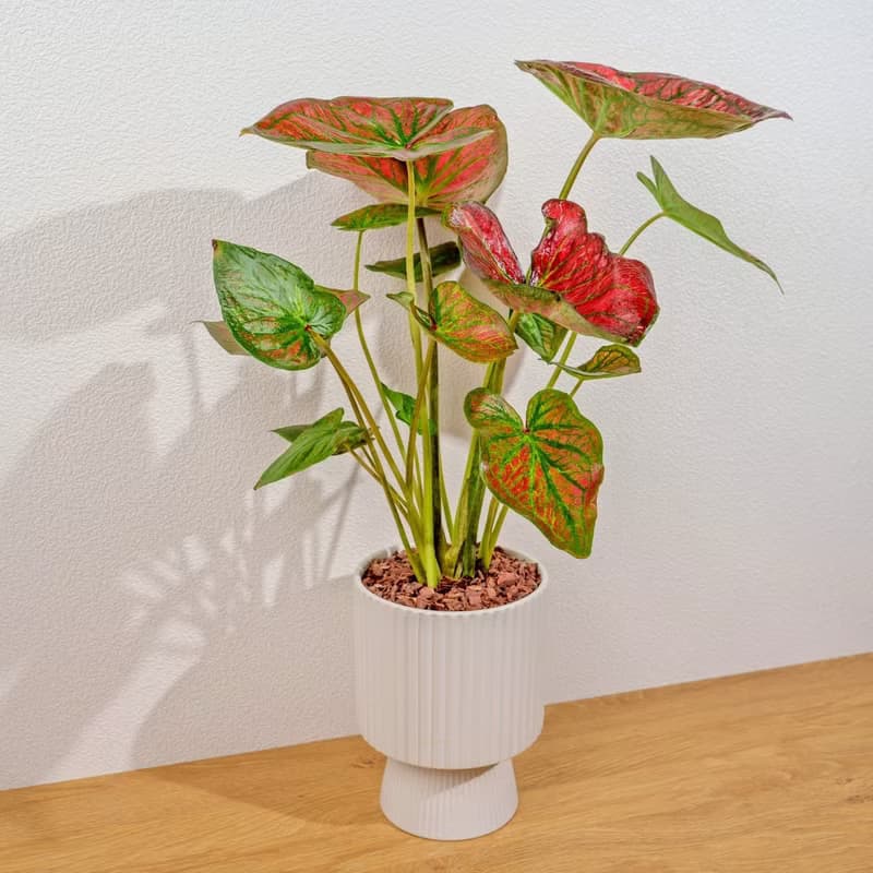 和牛彩葉芋白色高腳陶盆 桌上盆栽 室內植物 禮物