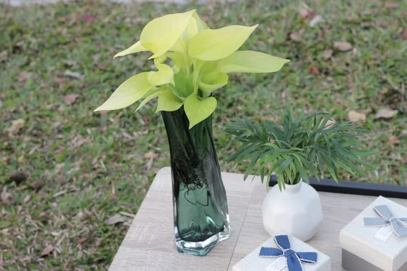 水培植栽│萊姆黃金葛_室內植物 辦公室盆栽 店內擺設 送禮