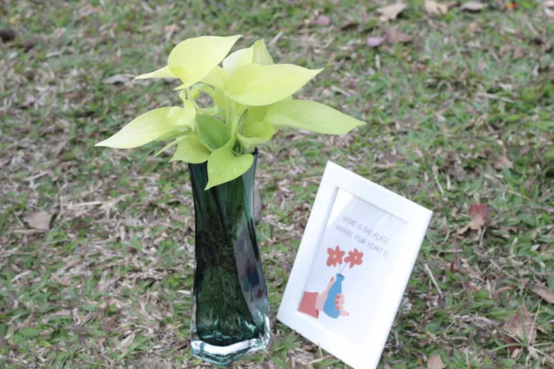 水培植栽│萊姆黃金葛_室內植物 辦公室盆栽 店內擺設 送禮