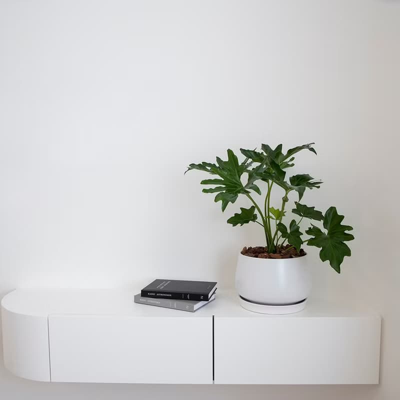 【室內盆栽】小天使蔓綠絨 植栽 開幕盆栽 升遷送禮 開幕送禮