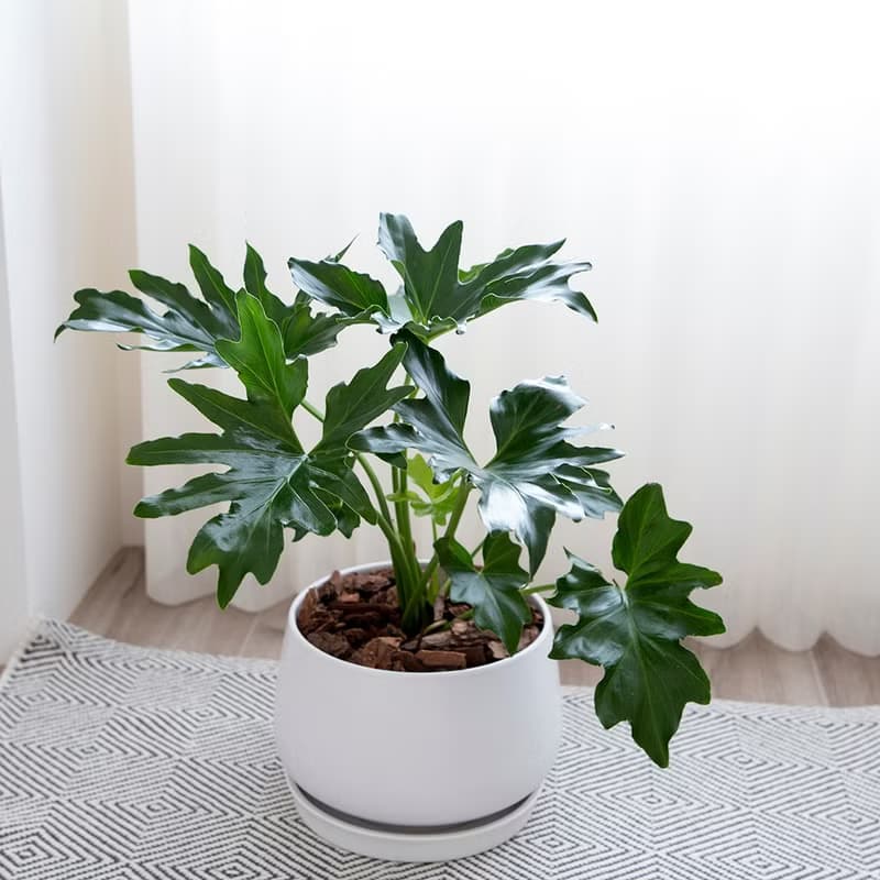 【室內盆栽】小天使蔓綠絨 植栽 開幕盆栽 升遷送禮 開幕送禮