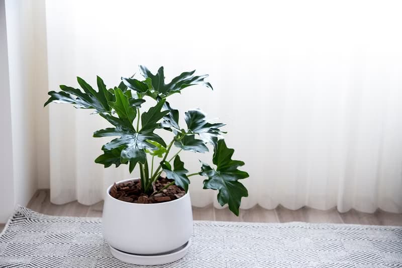 【室內盆栽】小天使蔓綠絨 植栽 開幕盆栽 升遷送禮 開幕送禮