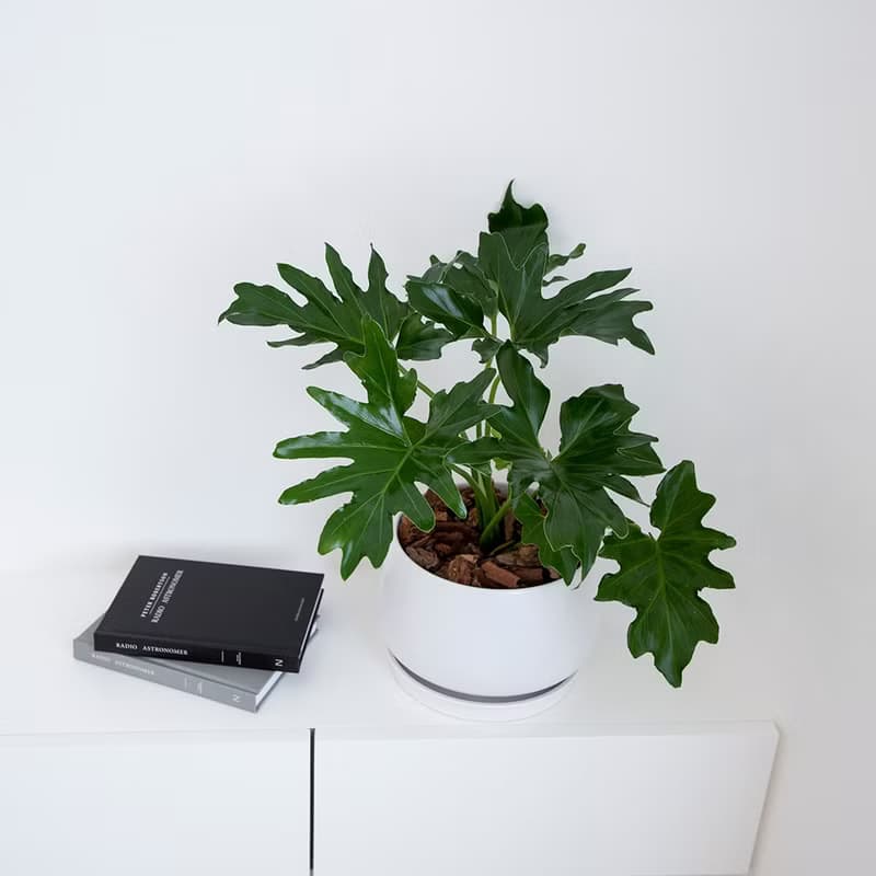 【室內盆栽】小天使蔓綠絨 植栽 開幕盆栽 升遷送禮 開幕送禮