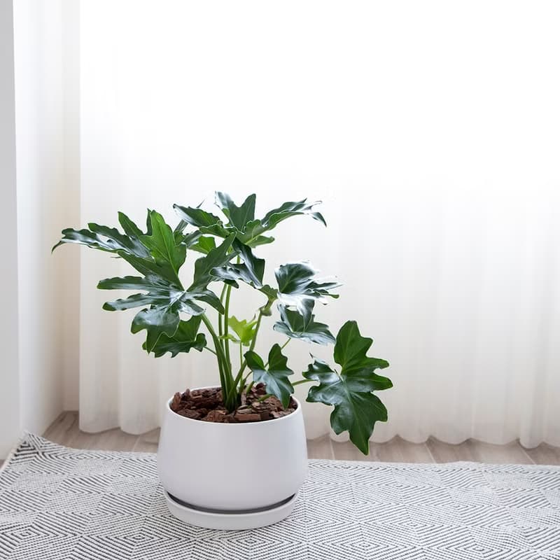 【室內盆栽】小天使蔓綠絨 植栽 開幕盆栽 升遷送禮 開幕送禮